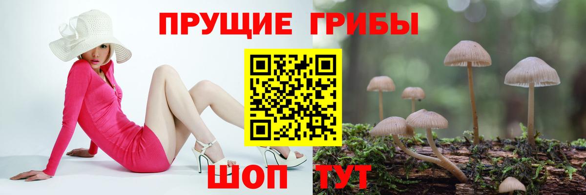 Галлюциногенные грибы Cubensis Бузулук